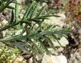 Jurinea arachnoidea