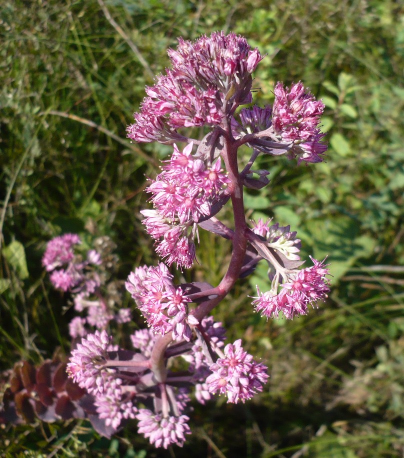 Изображение особи Hylotelephium triphyllum.