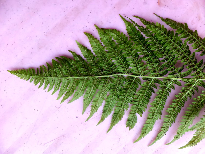 Изображение особи Athyrium filix-femina.