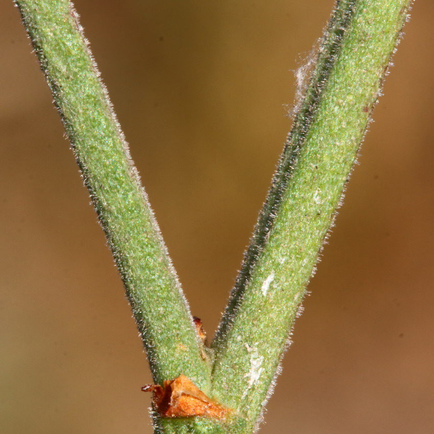 Image of genus Limonium specimen.