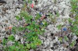 Vaccinium uliginosum подвид microphyllum. Плодоносящие растения. Республика Коми, Печоро-Илычский заповедник, хребет Мань-Пупунёр. 18.08.2014.