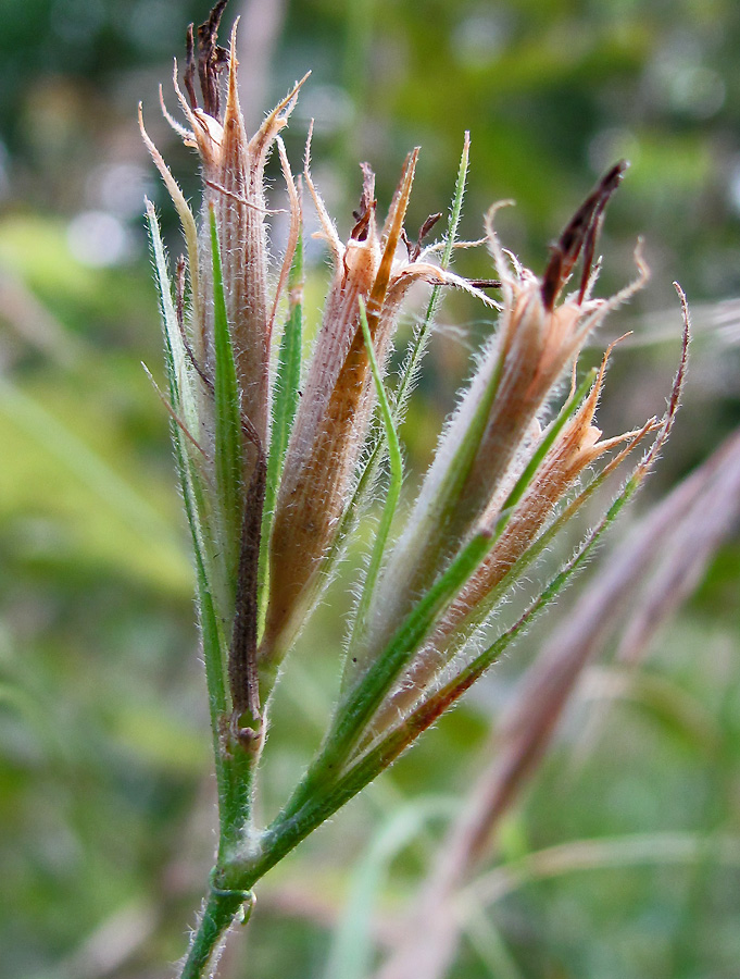 Image of Dianthus armeria specimen.