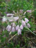 Allium paniculatum. Соцветие. Крымский природный заповедник, Бабуган-Яйла. 18.07.2009.