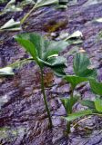 Petasites radiatus