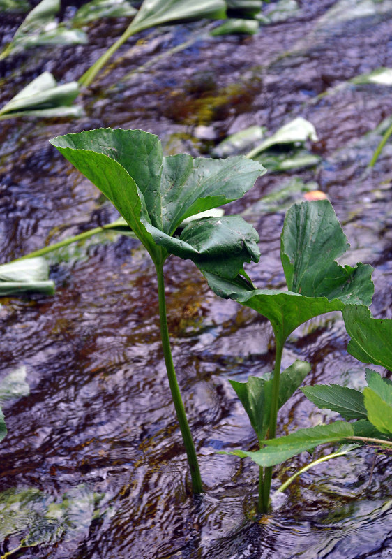 Image of Petasites radiatus specimen.