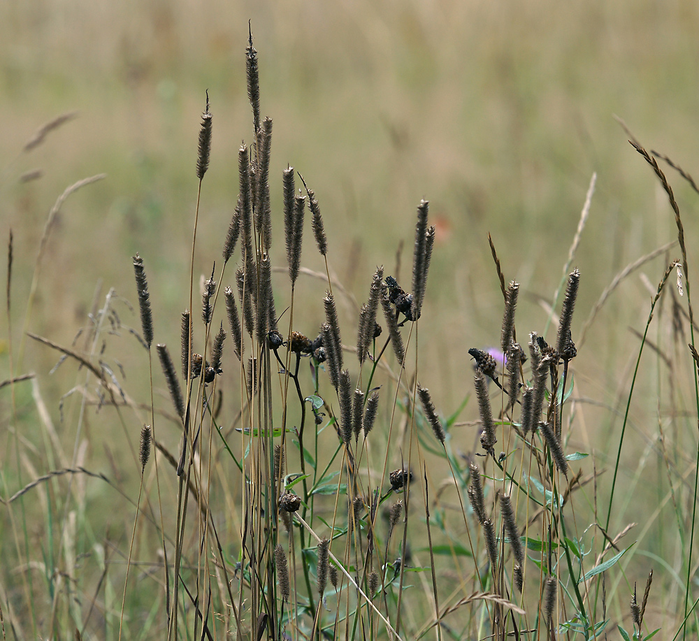 Image of Phleum pratense specimen.