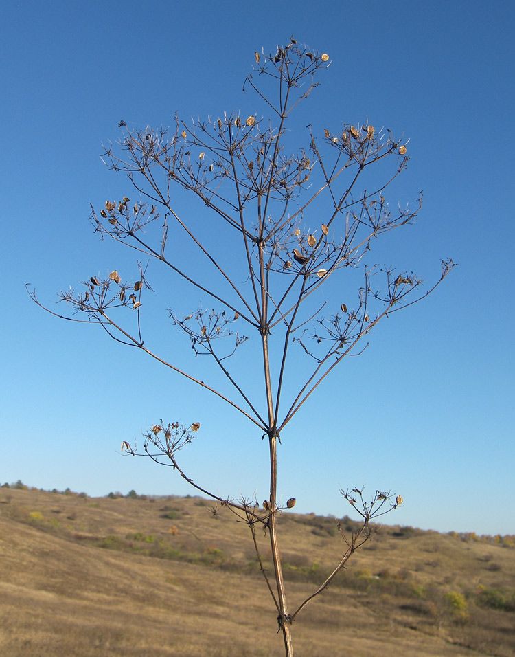 Image of Ferulago galbanifera specimen.