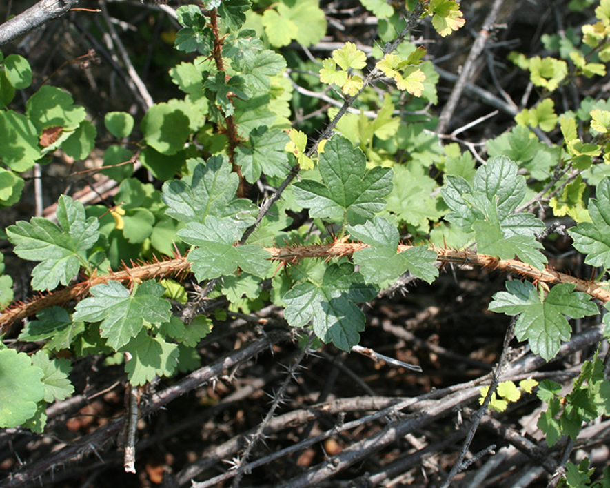 Изображение особи Grossularia acicularis.