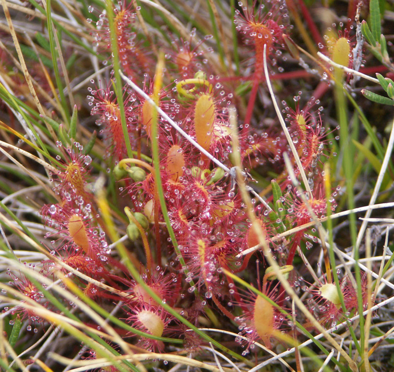 Изображение особи Drosera kihlmanii.