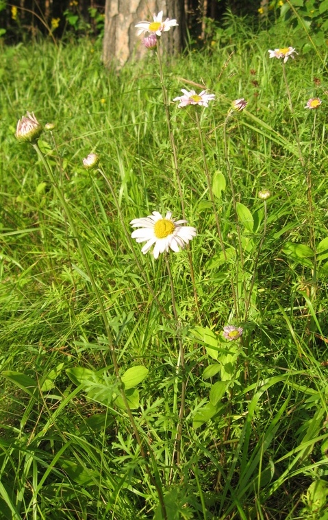 Image of Chrysanthemum zawadskii specimen.