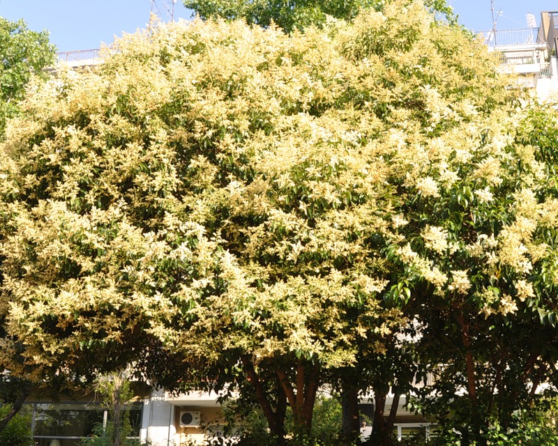 Image of Ligustrum lucidum specimen.