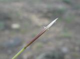 Stipa anomala