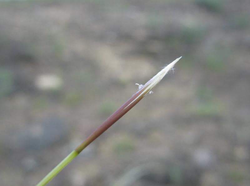 Изображение особи Stipa anomala.