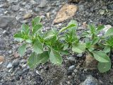 Amaranthus blitoides