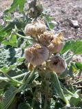 Alcea rugosa