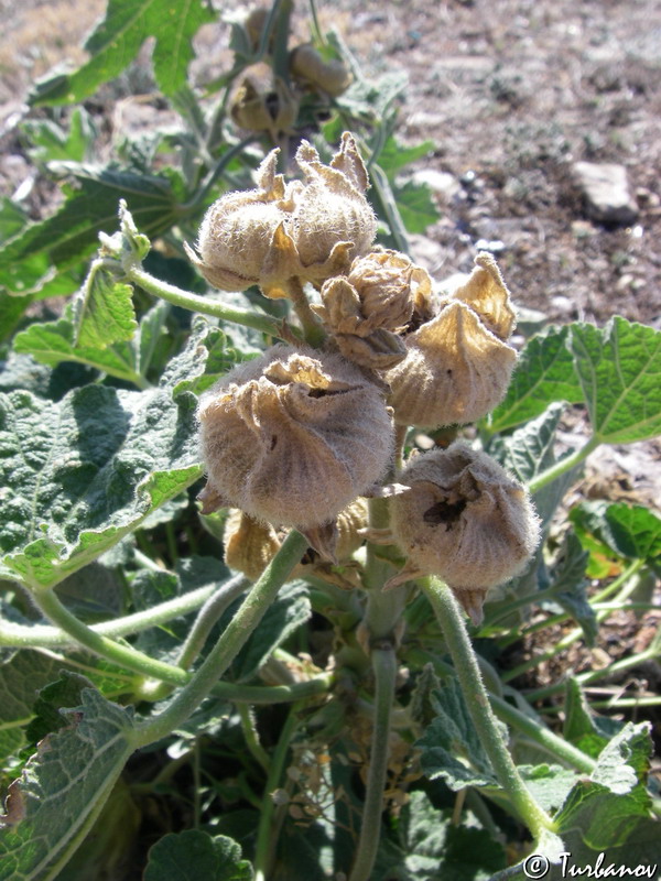 Изображение особи Alcea rugosa.