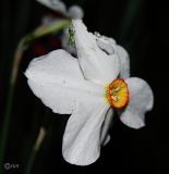 Narcissus poeticus