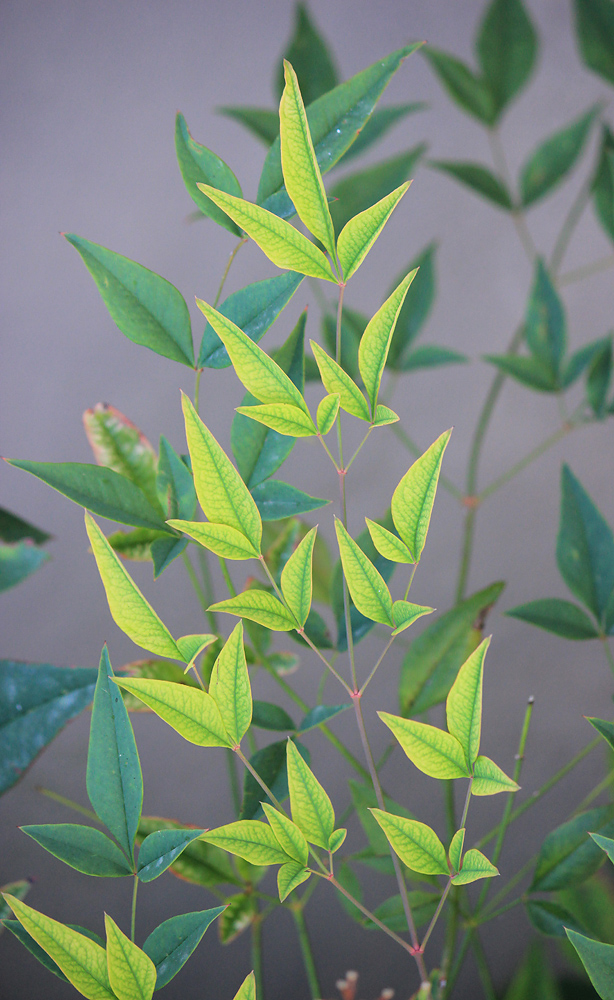 Image of Nandina domestica specimen.