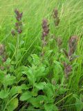 Teucrium chamaedrys