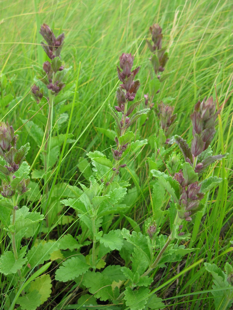 Image of Teucrium chamaedrys specimen.