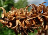 Salix pentandra. Часть опавшего прошлогоднего соплодия с микромицетами. Окр. Архангельска, рудеральное место. 16.06.2015.