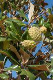 Magnolia grandiflora