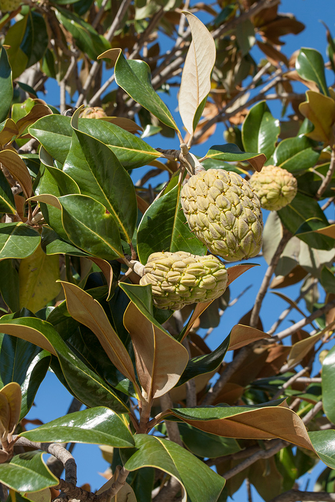 Image of Magnolia grandiflora specimen.