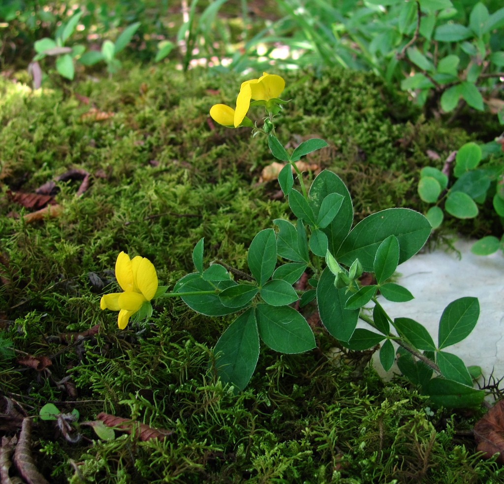 Изображение особи Argyrolobium biebersteinii.