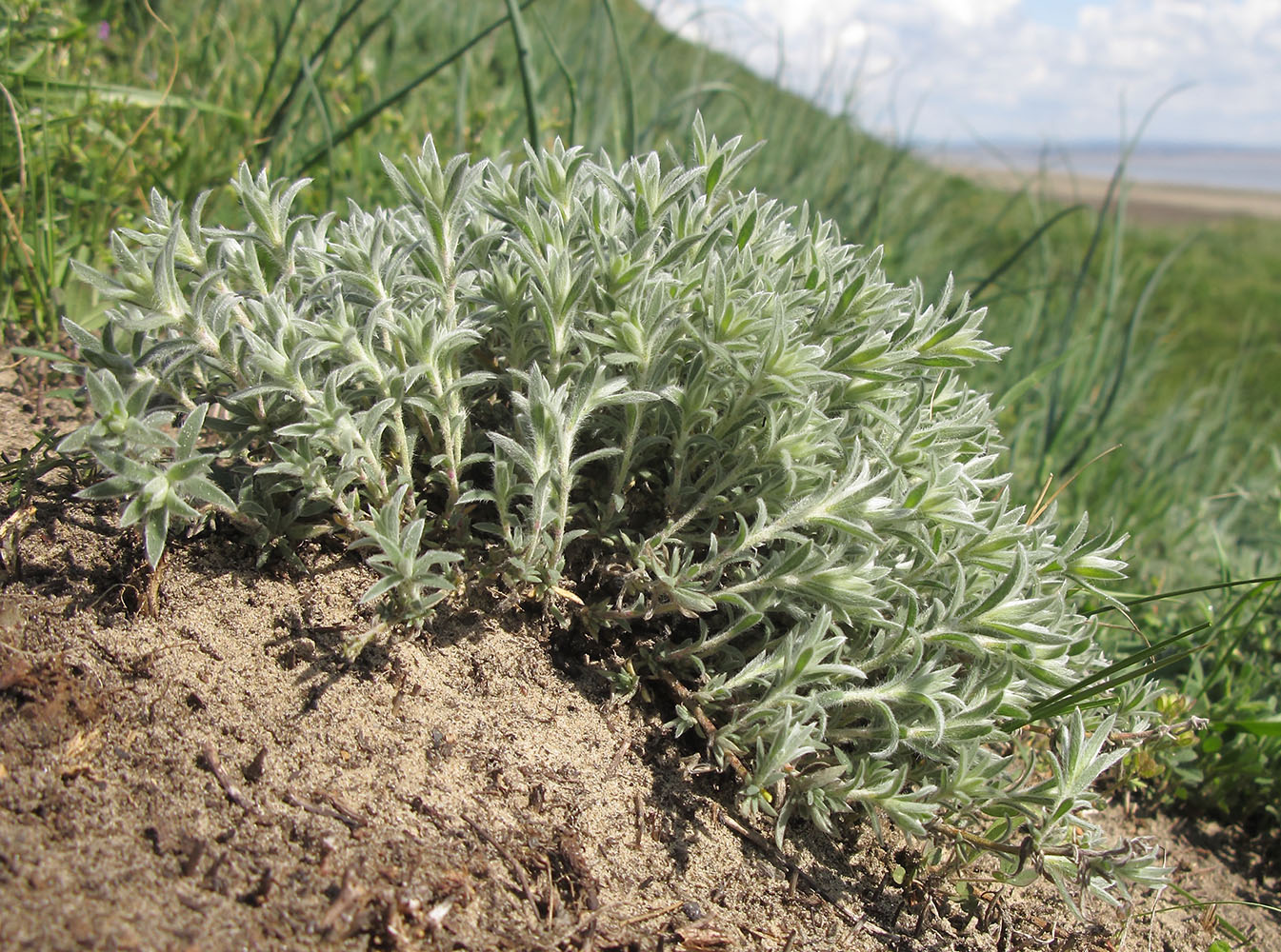 Изображение особи Bassia prostrata.