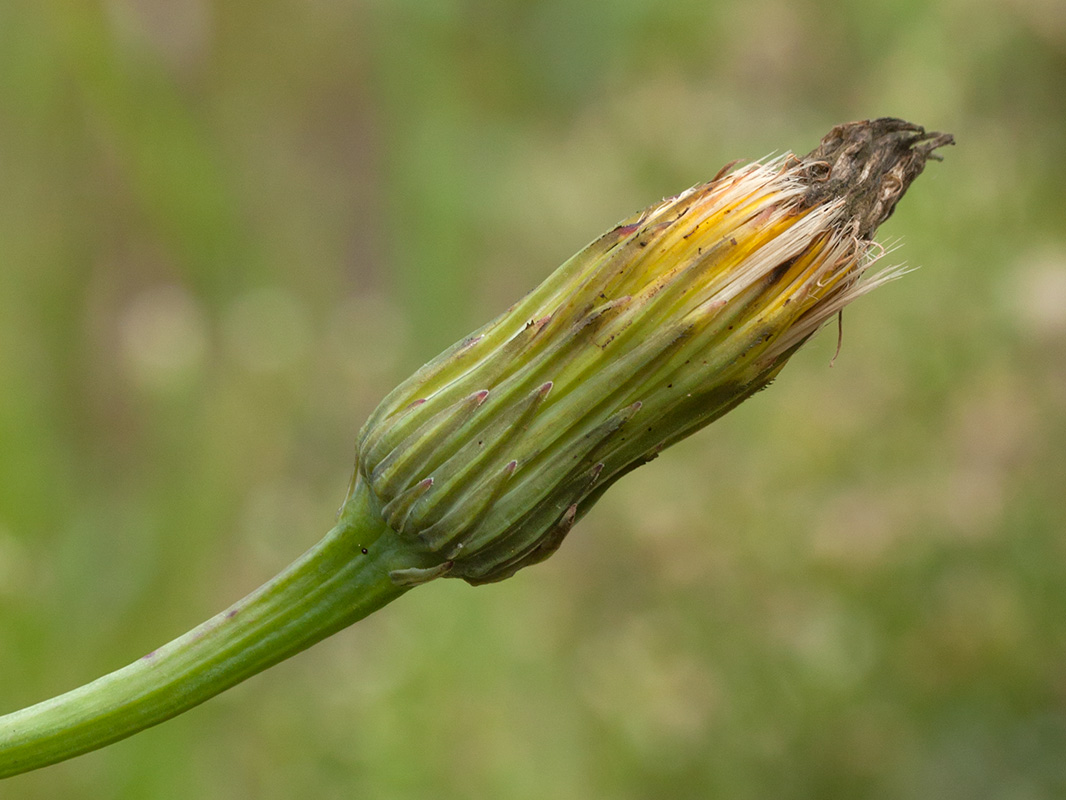 Image of Hypochaeris radicata specimen.