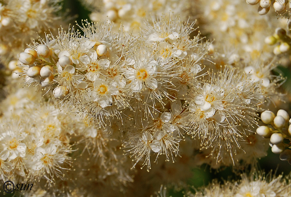 Изображение особи Sorbaria sorbifolia.