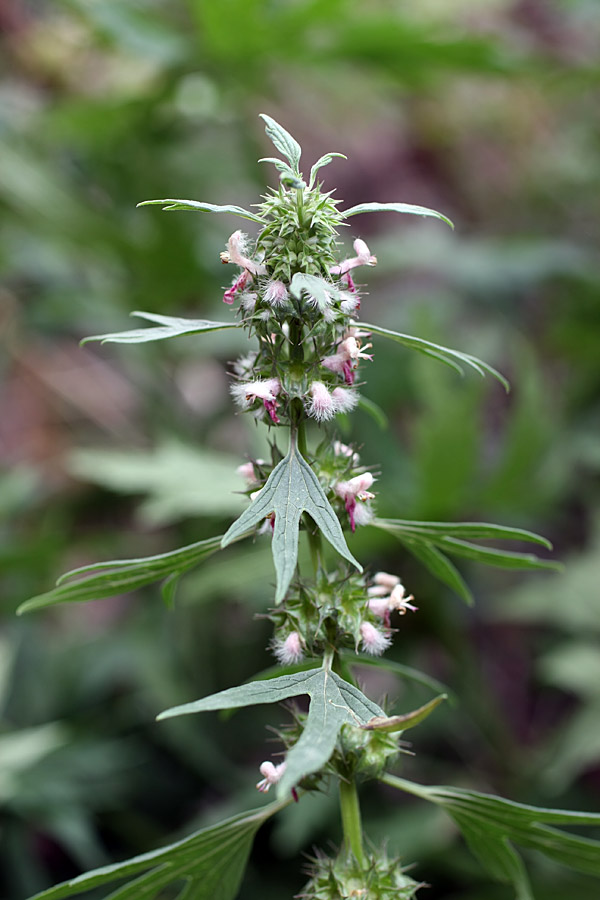 Изображение особи Leonurus turkestanicus.