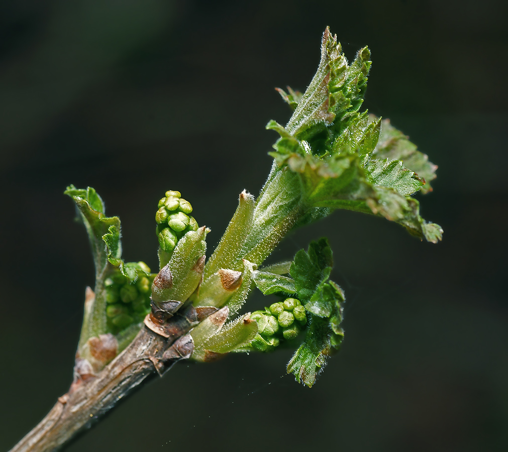 Изображение особи Ribes rubrum.