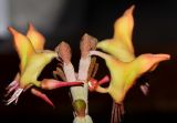 Euphorbia lomelii. Верхушка веточки с циациями. Израиль, г. Тель-Авив, ботанический сад \"Сад кактусов\". 27.07.2015.