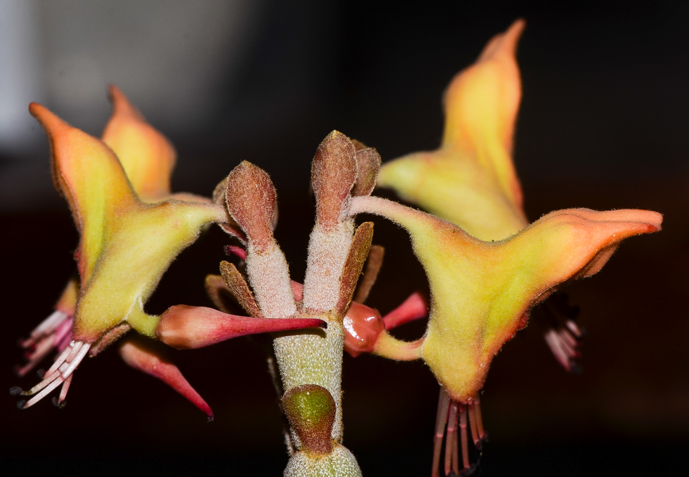 Изображение особи Euphorbia lomelii.