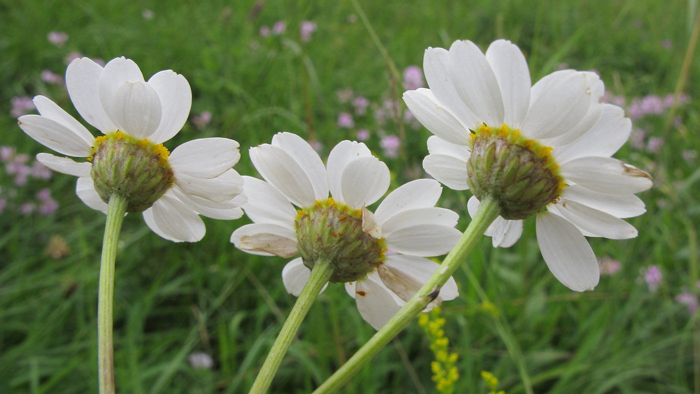 Image of Pyrethrum corymbosum specimen.