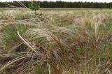 Stipa borysthenica