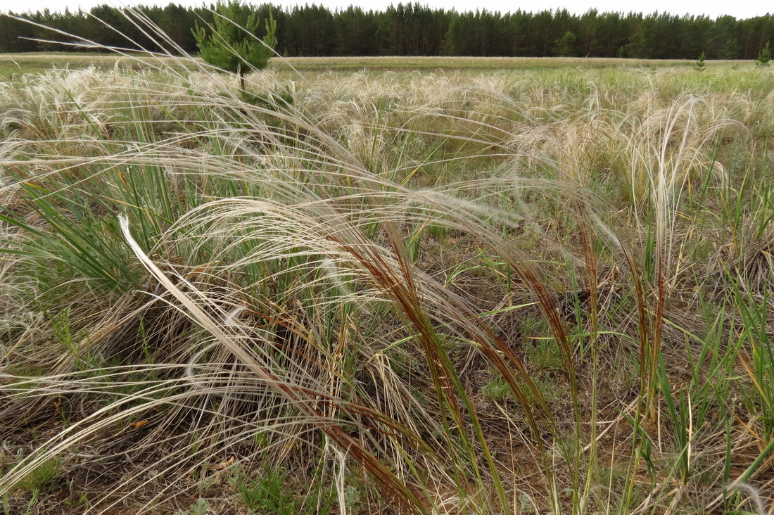 Изображение особи Stipa borysthenica.