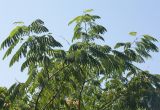 Albizia julibrissin