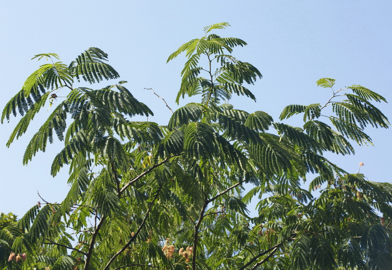 Image of Albizia julibrissin specimen.