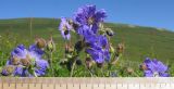 Geranium gymnocaulon