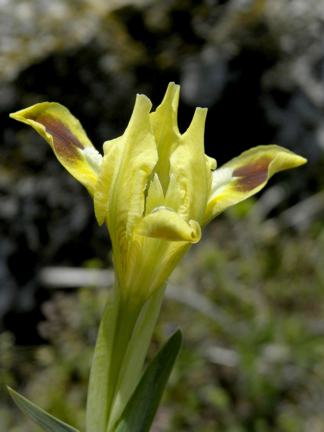 Image of Iris pumila specimen.