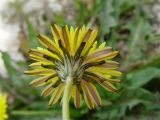 Taraxacum stenocephalum