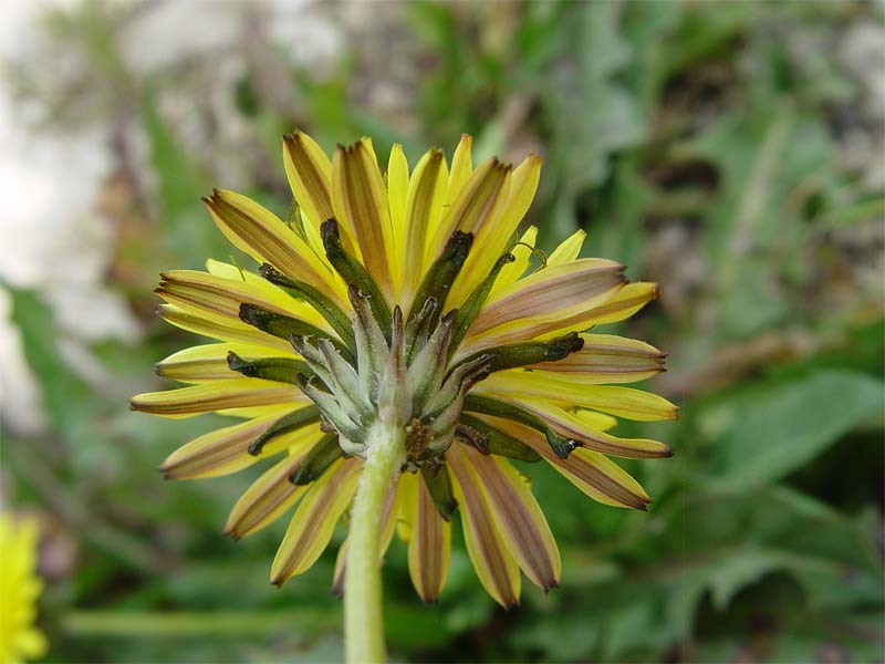 Image of Taraxacum stenocephalum specimen.