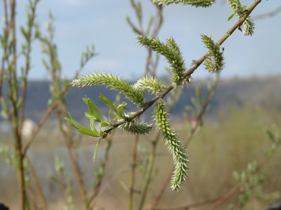 Изображение особи Salix viminalis.