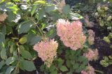 Hydrangea paniculata. Цветущие ветви. ЮБК, Партенит, парк ЛОК \"Айвазовское\". 18.10.2015.