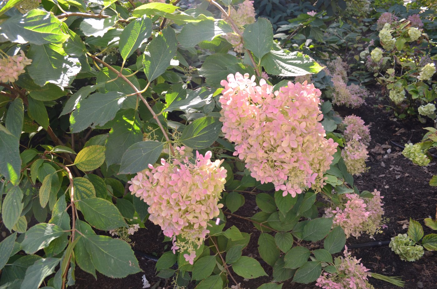 Изображение особи Hydrangea paniculata.