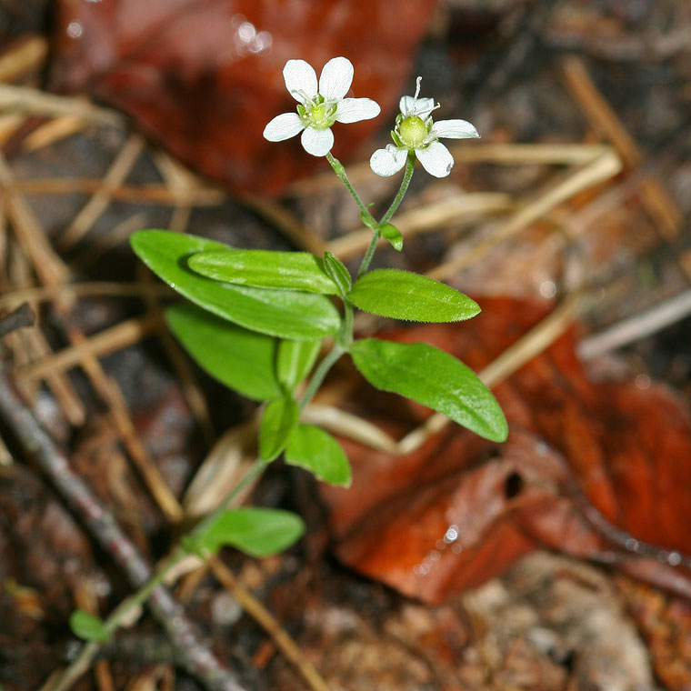 Image of Moehringia lateriflora specimen.
