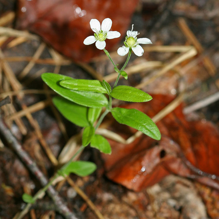 Изображение особи Moehringia lateriflora.