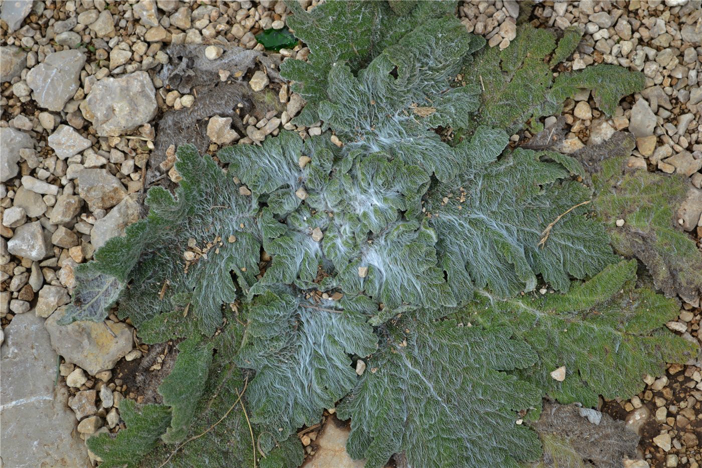 Image of Salvia aethiopis specimen.